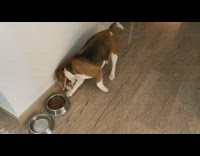 Pet dog digs on the floor near its food bowl