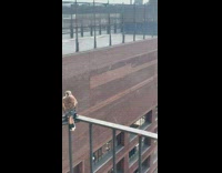 Collab winy - 3 adorable birds rests on a balcony 