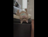 Cat Lays Comfortably on its Back on Couch