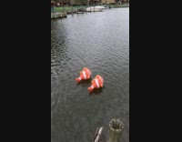 Two nemo inflatable clownfish floats away on water