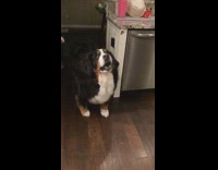 Compilation large black brown dog misses treat 