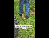 Small brown dog follows old man around