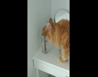 Orange cat drinks water cup metal straw 
