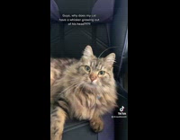 Furry Cat Stares at Lady in Car