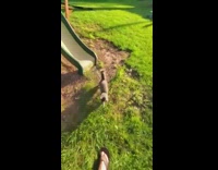 Grey cat goes down green yellow slide 