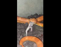 Orange snake eats grey gecko reptile lizard 