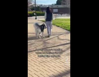 Girl hides from malamute dog during walk 