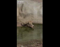 Carabao chews while it sits on a pond