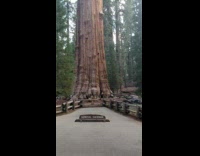 Tall tree general sherman black shirt lady 