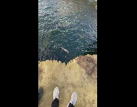 Girl almost backflips into water sees seal