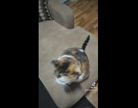 Owner gives cat handshake with face 