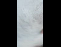 Guy hits racoon tail gets chased