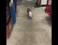 Pig hears alarm and runs towards fire engine 