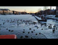 Flock of duck swims on the icy river