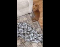 Pet dog grabs blanket and run to the bed