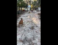 Excited dog runs in circles in front of group of goats 