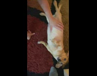 Brown dog gets belly rubs on carpet