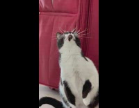 Cat Stares Up and Meows at Ceiling 