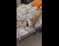 Cats lay on white bedding with flower pattern