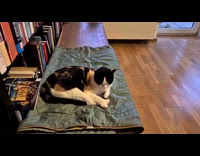 Cat beside bookcase watches by another cat