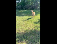 Deer tries to chase dog at yard