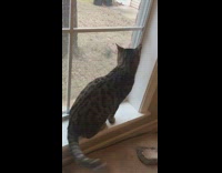 Dog jumps on cat looking out window 