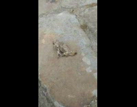 Frog crawls on the ground with undeveloped legs