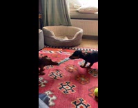 Two dachshunds tug of war on sock