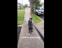 Dog falls from jumping chasing squirrel 