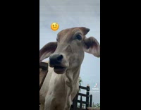 Collab BitchMP - Girl purple shirt chewing copying cow 