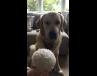 Golden retriever hide fur ball inside mouth