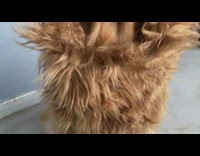 Dog lion mane webkinz blue tag costume 