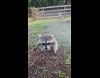 Raccoon playing with mist hose water in backyard