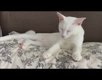 White cat falls asleep dozes off bed 