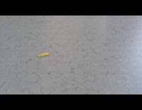 Maggot crawling and then jumping on the table