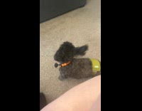 Gray dog stare and whine at filmer