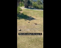 Turtle helps flip stuck turtle ends up fighting