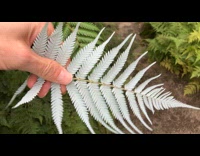 Man Flips Fern Leaf Upside Down then Returns it
