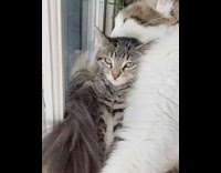 White brown cat grooms grey cat window 