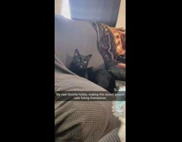 Black cat stops licking itself when owner makes noise 