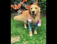 Dog wears chucky the doll costume halloween