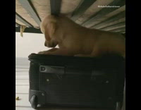 Golden retriever puppy black suitcase under bed 