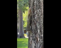 Squirrel hangs on tree while eating bagel