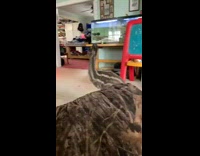 Collab BitchMP - Emu bird running around house 
