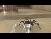 Spider attacks and eat cricket inside the glass