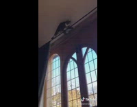Cat parkour runs and climbs up curtain roof