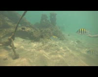 Fish swim and bites the filmer underwater