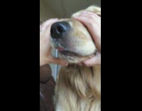 Golden retriever puts nose in hand
