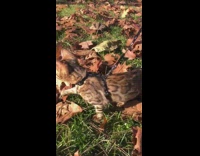 Brown cat walks around leaves on ground 