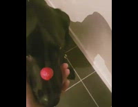 black dog with berry on nose waiting to eat